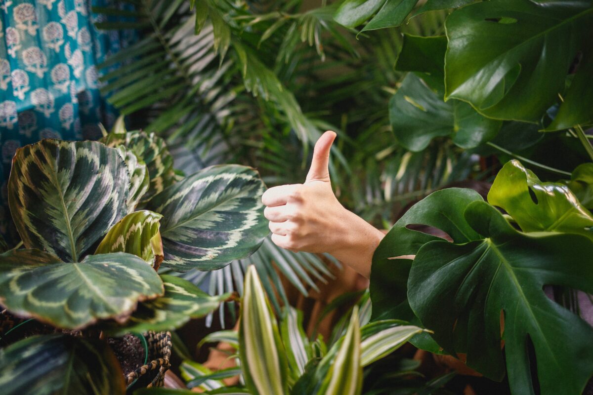 thumbs up, feeling good, saying yes
