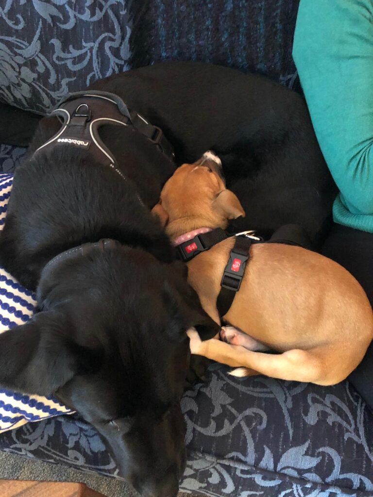 dogs cuddling, labrador, puppy