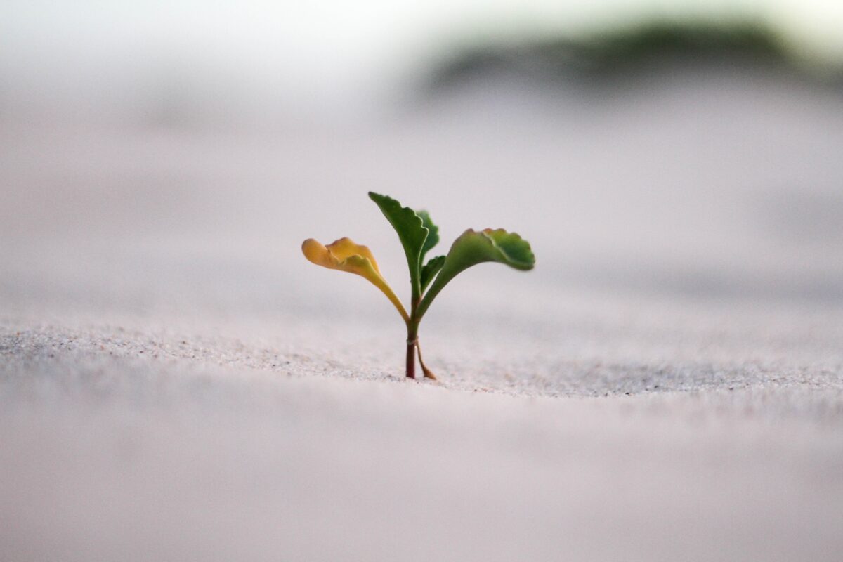 resilience in the face of adversity